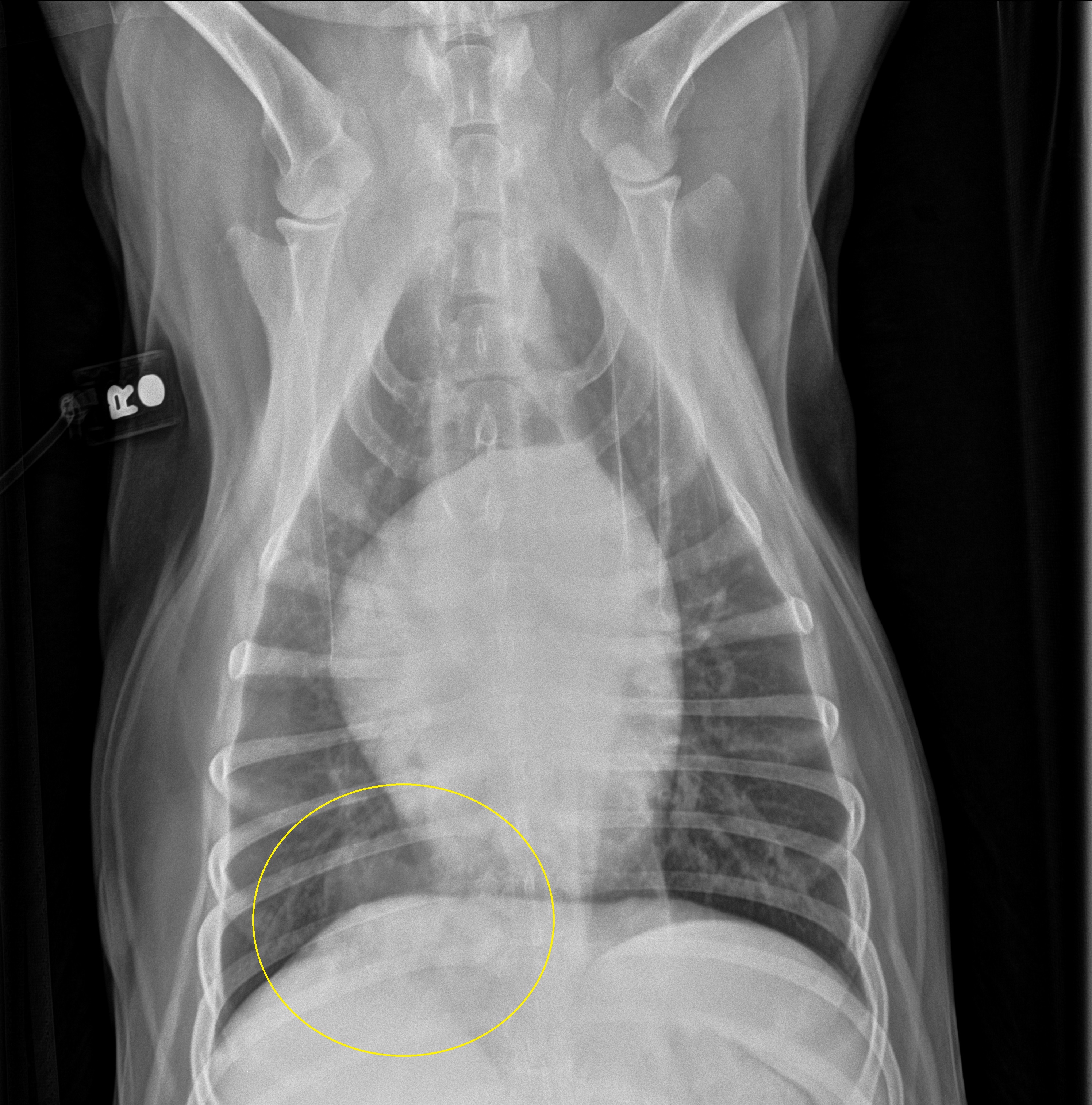 Featured Cases – Valhalla Veterinary Radiology