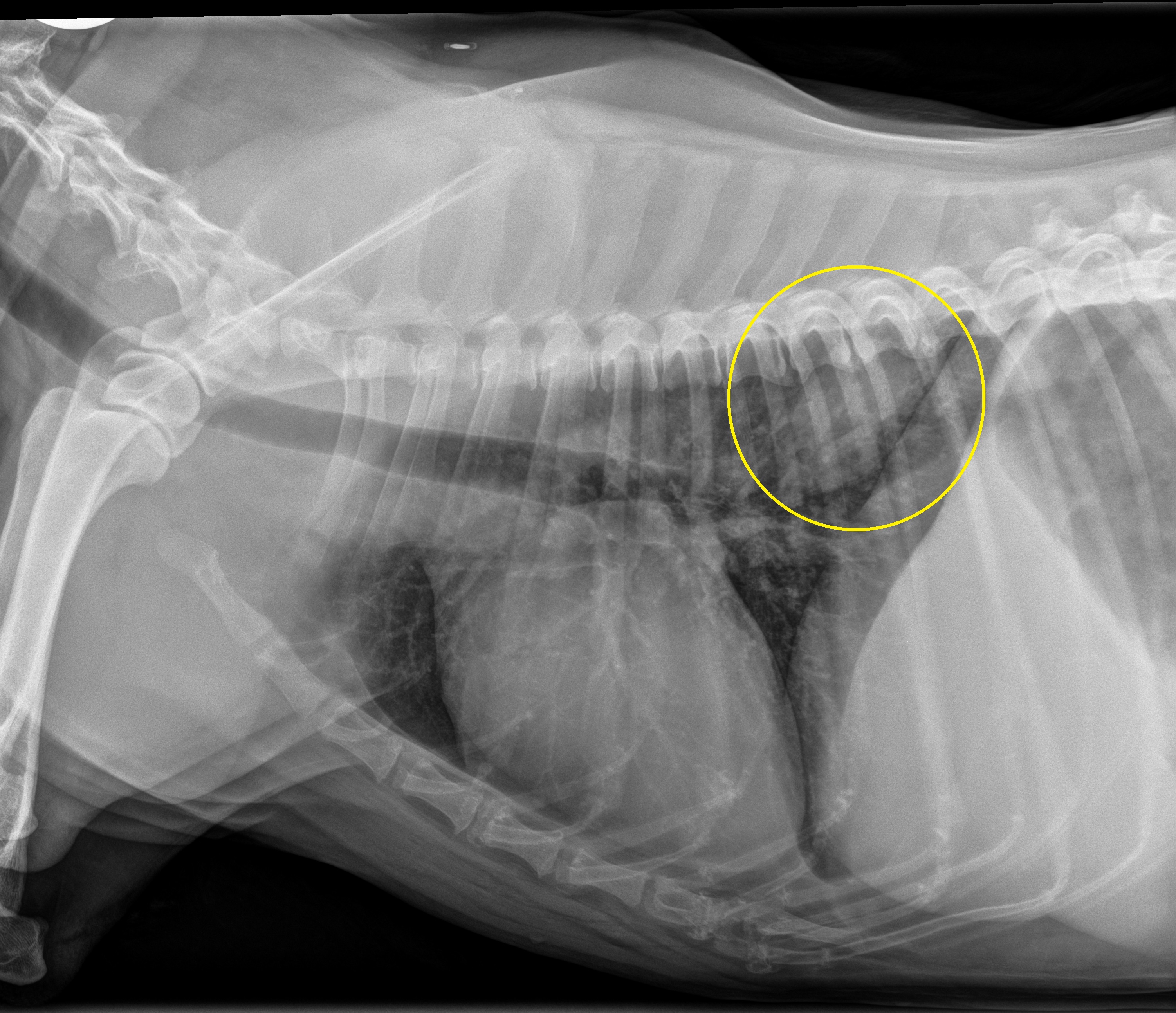 Featured Cases – Page 2 – Valhalla Veterinary Radiology
